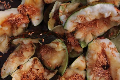 Fragmento de melones