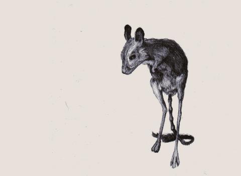 Jerbo Egipcio de SML