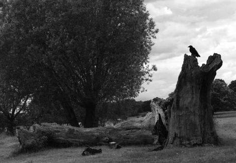 En el pequeño Richmond