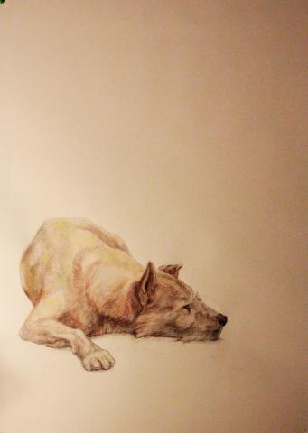 Perro sentado - 14 Enero 2014